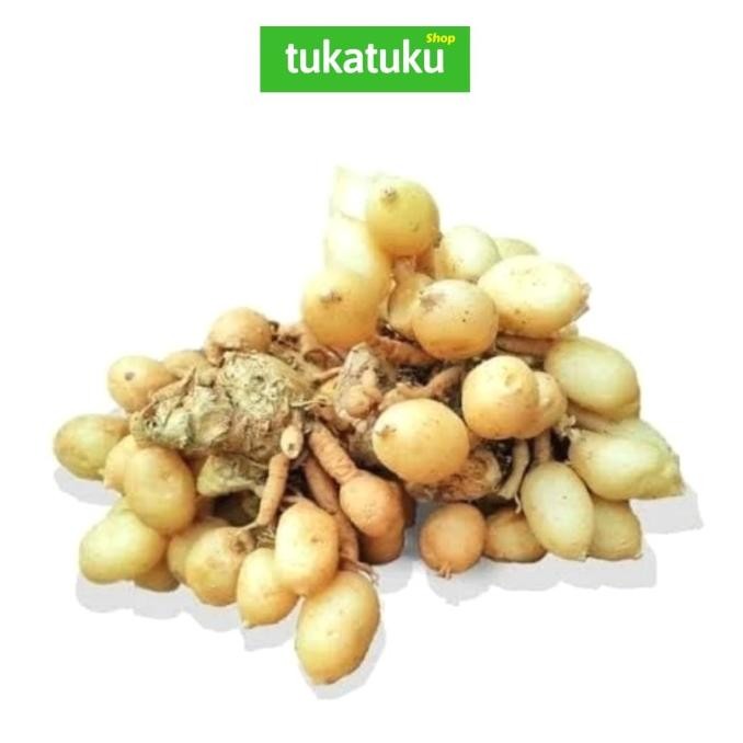 

KUNYIT PUTIH SEGAR (250 GRAM) nUg