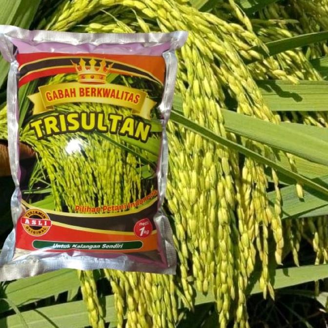 [[ RASTASTR / BENIH PADI TRISULTAN BIBIT PADI TRI SULTAN BARU BEST SELLER