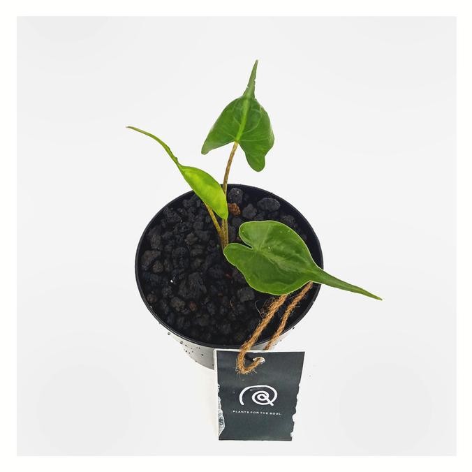 Alocasia 'Stingray' - Tanaman hias koleksi / Houseplants / bibit