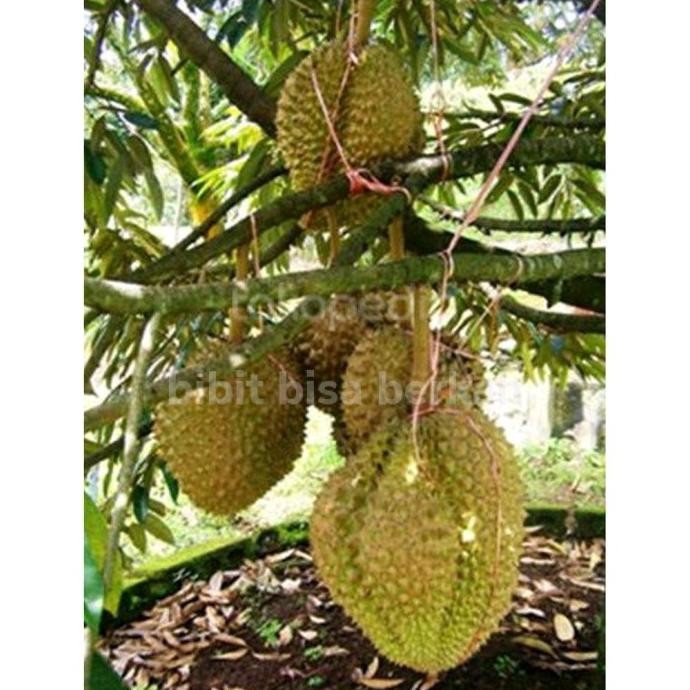 bibit tanaman durian musangking, bawor, oche kaki 1 tinggi 2 meter