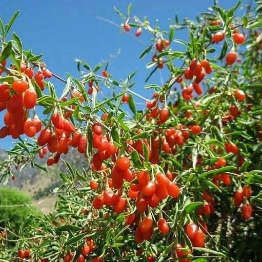 Tanaman Bibit Red Goji Berry