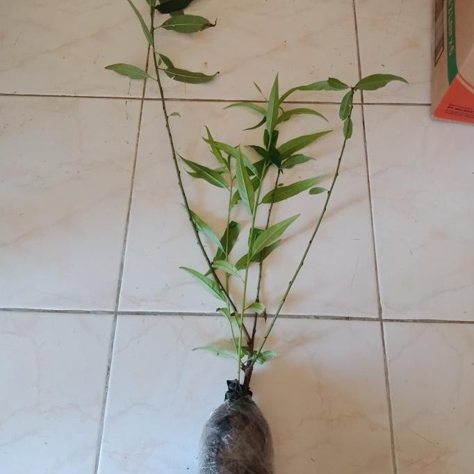 bibit tanaman buah persik BUAH LANGKA persik paling manis