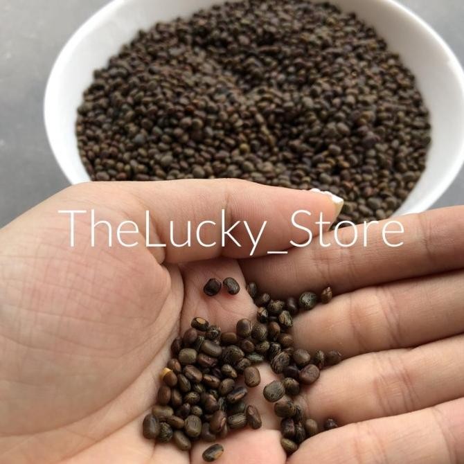 Benih Bibit Tanaman / Biji Kacang Kacangan CP Centrosema Pubescens