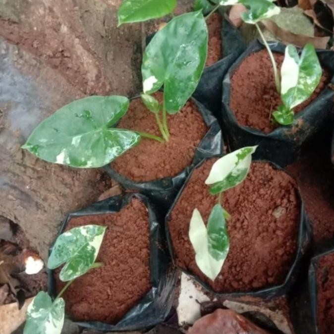 Bibit sente variegata - Singonium variegata - tanaman variegata