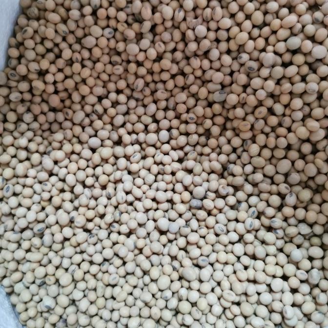 

Grosir Kacang Kedelai Amerika Super Bersih 1Krg 25Kg Kargo