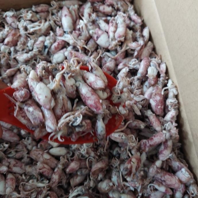 

Grosir Cumi Baby Asin 500 Gram