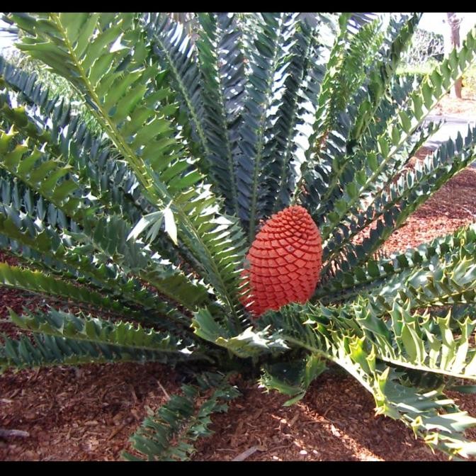 RARE [BIBIT TANAMAN LANGKA SIKAS IMPORT] Encephalartos Ferox