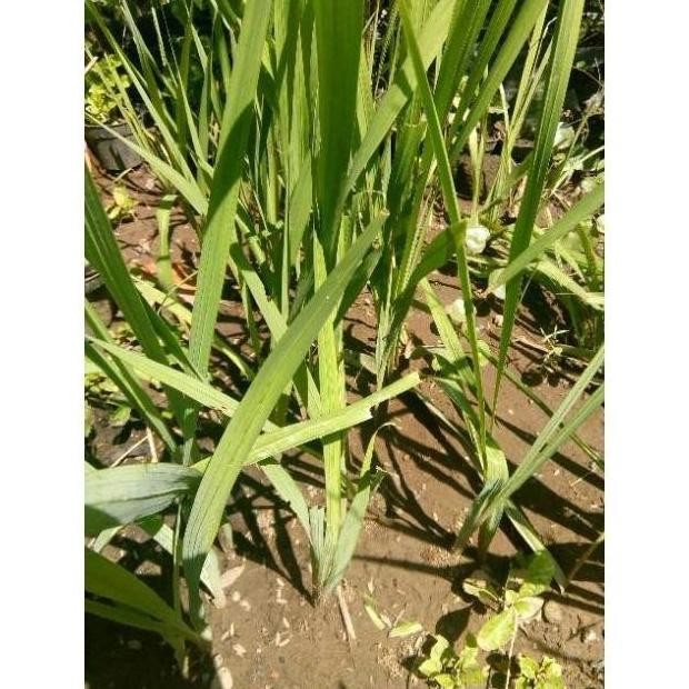 Bibit Tanaman Bunga Saffron Zafaron Bunga Termahal Didunia