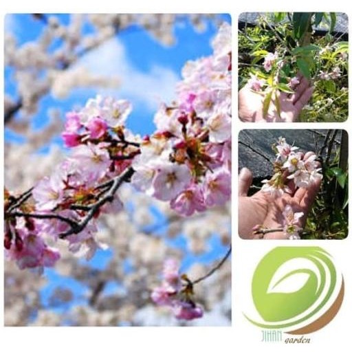bibit tanaman bunga sakura jepang-cherry blossom-pohon sakura asli