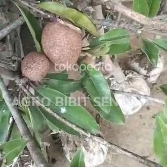 dongkelan sawo jumbo bibit tanaman pohon buah sawo sudah berbuah