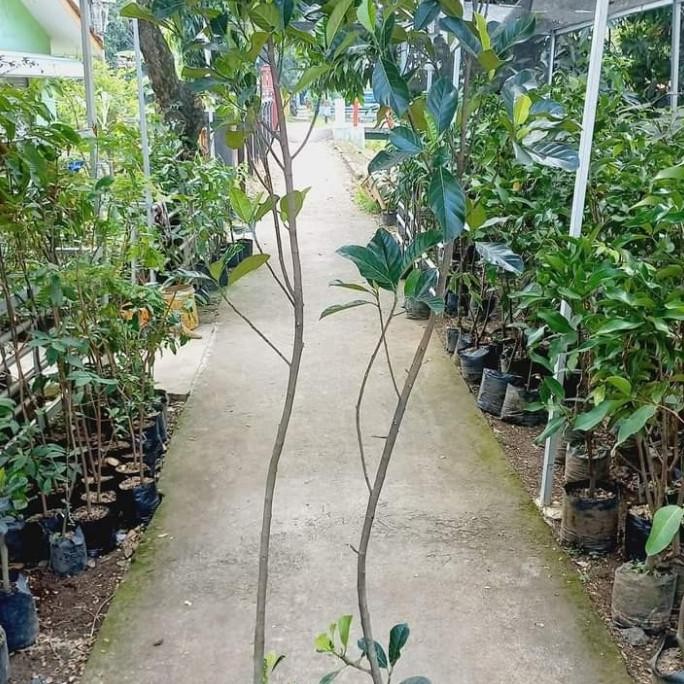 bibit tanaman buah nangka merah tinggi 1 meter up