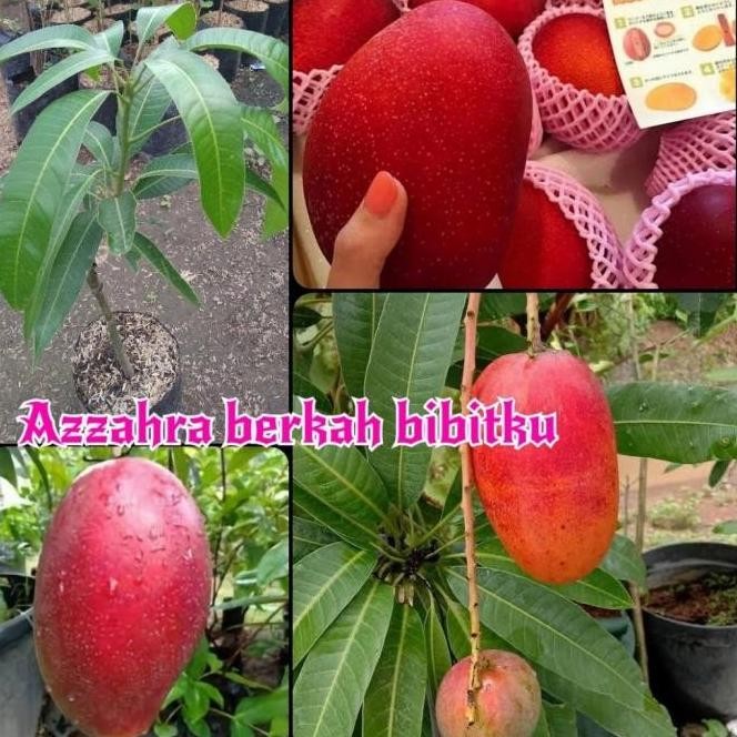 benih bibit tanaman buah mangga miyazaki