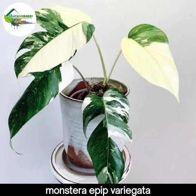 Tersedia epipremnum pinnatum variegata