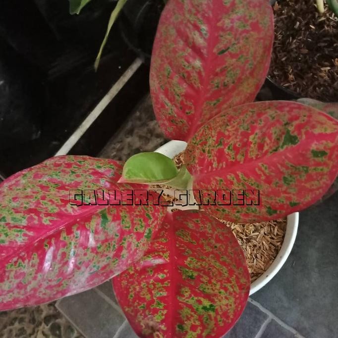 Tanaman Hias Aglonema Red Stardust - Bibit Tanaman Hias Aglonema