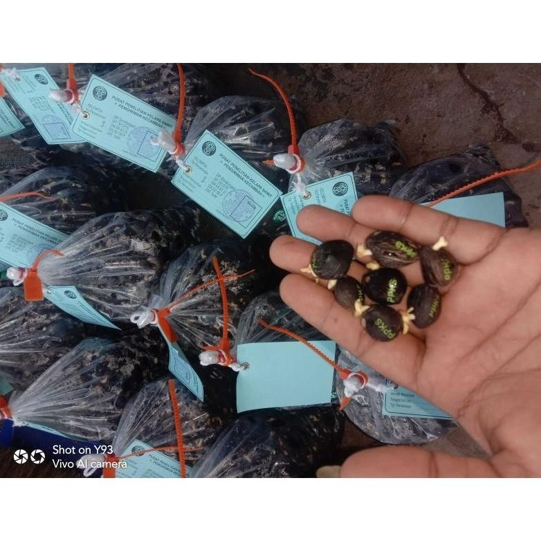 Bibit Kecambah Sawit PPKS DxP Simalungun