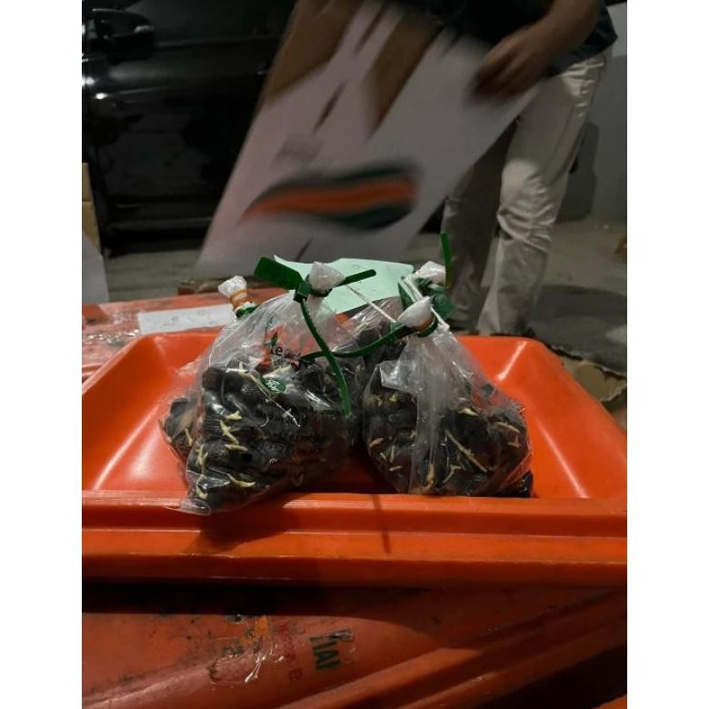 KECAMBAH SAWIT UNGGUL