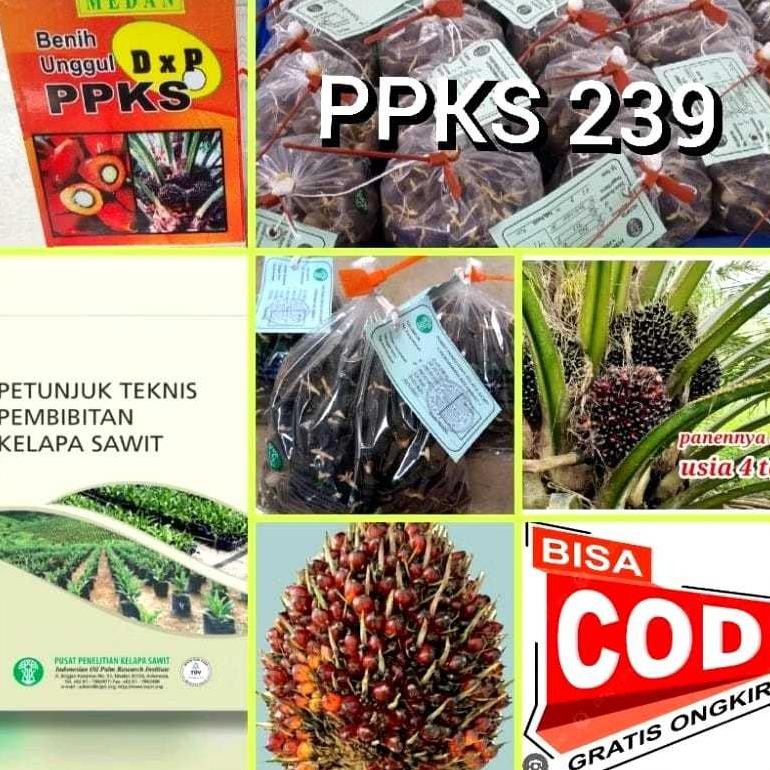 kecambah sawit ppks