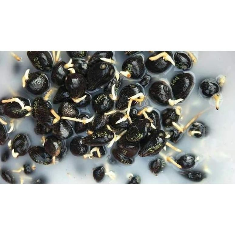 Eceran 5000/biji Benih sawit PPKS DXP SIMALUNGUN asli Original