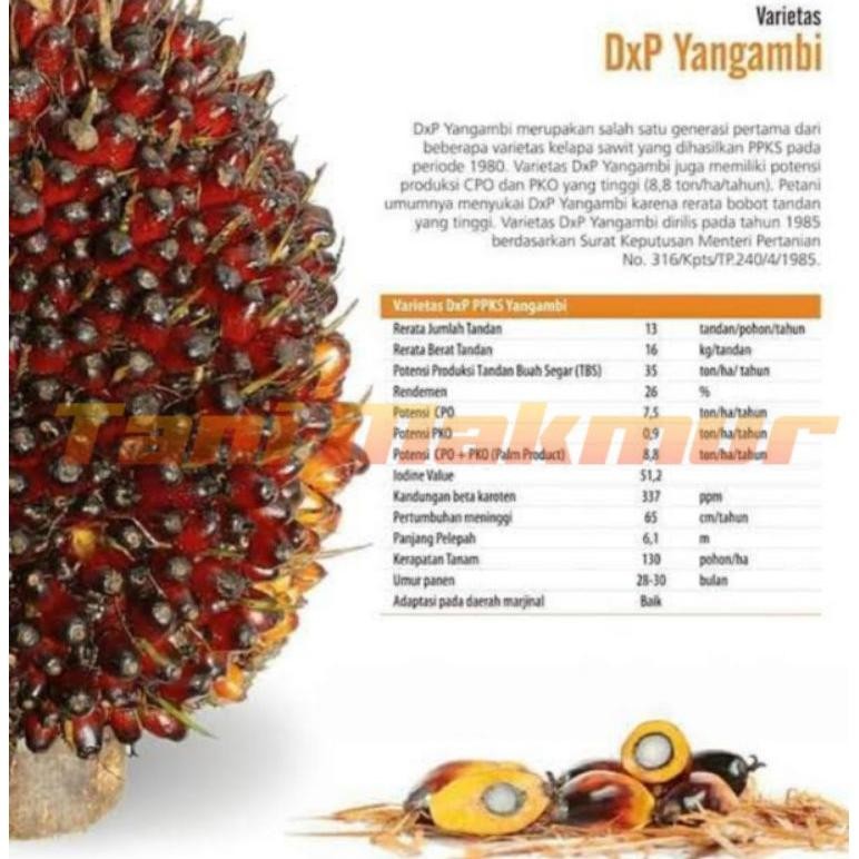 Bibit Sawit Unggul bersertifikat ppks YANGAMBI