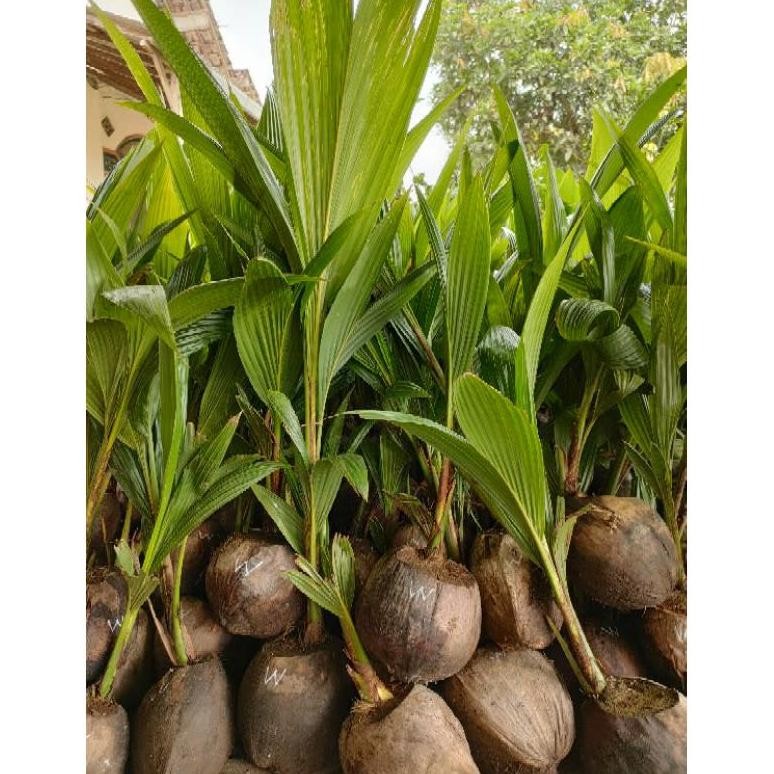 Bibit Kelapa Wulung / Kelapa Hijau Wulung / Kelapa Ijo Asli