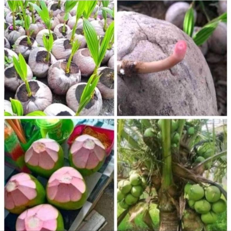 Bibit kelapa wulung asli/bibit kelapa wulung hibrida