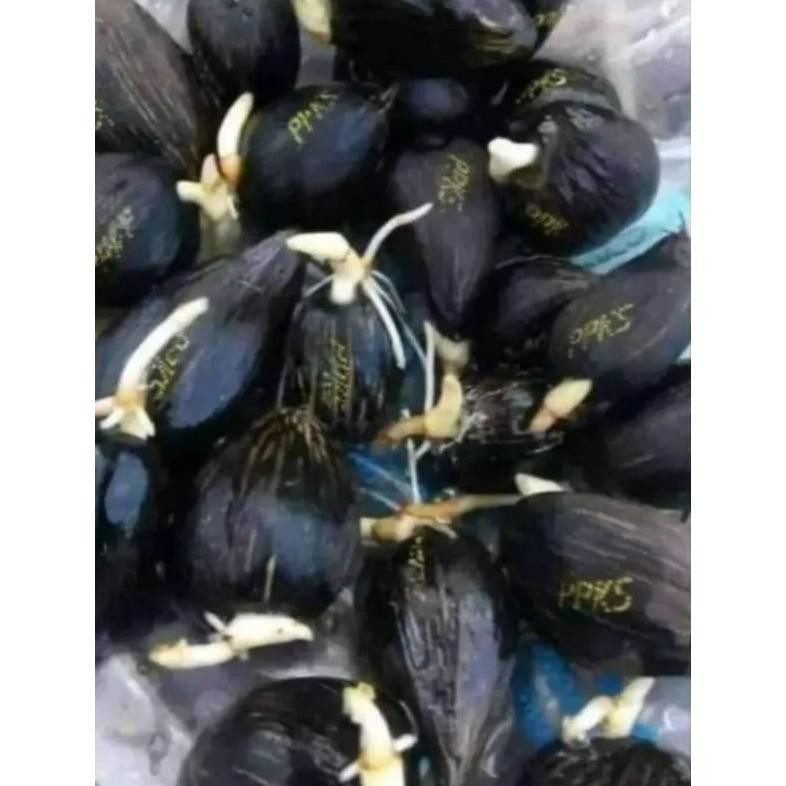 

kecambah sawit medan