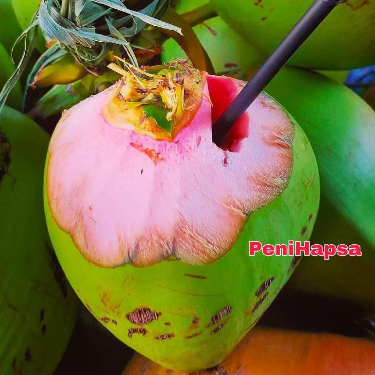 Bibit Kelapa Wulung Asli Super Unggul