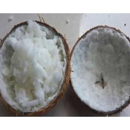 Bibit Kelapa Kopyor Super Genjah