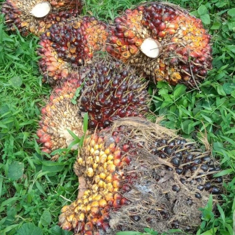 

buah kelapa sawit masih fress 500 gram