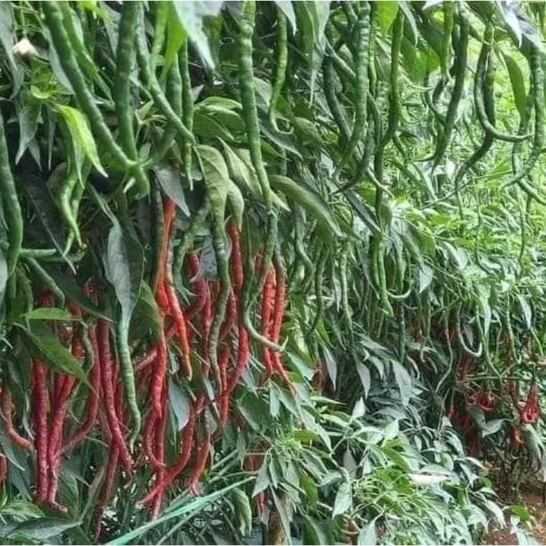 20g benih cabe merah lokal BATU GARUT kemasan aluminium foil polos