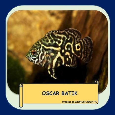 Terlaris Ikan Hias Air Tawar - Oscar Batik