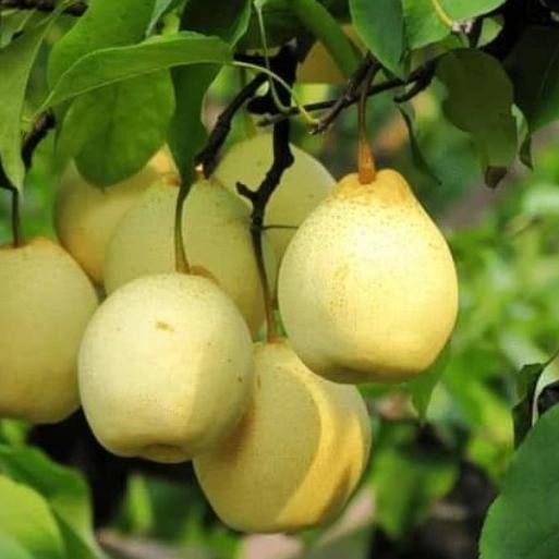 bibit tanaman buah pir madu unggul BARANG SUPER