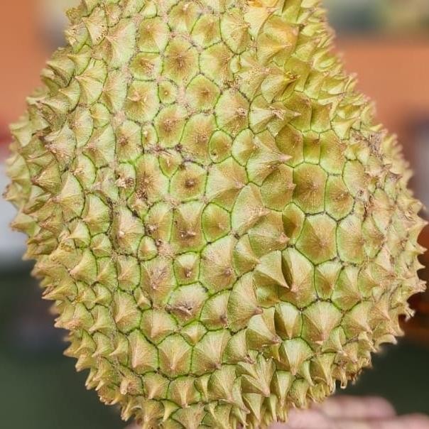 

Murah Durian Montong Bali Super Legit