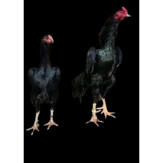 

TELUR VERTIL AYAM SHAMO JAPAN