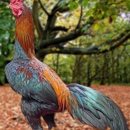 TELUR AYAM PAKHOY TRAH MANEEDAENG VERTIL SIAP DI TETASKAN JAMINAN SUPER OIGINAL BERGARANSI