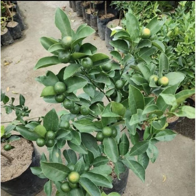 

Sale Tanaman Buah Buah Jeruk Mandarin Ponkam // Sudah Berbuah