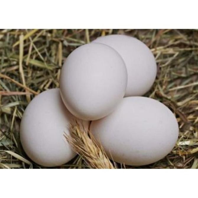 

TELUR VERTIL AYAM KAMPUNG ASLI ( TELUR AKA BISA DI TETASKAN)