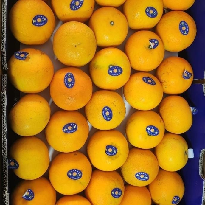 

Murah Jeruk Wokam Mandarin Per Dus 9Kg