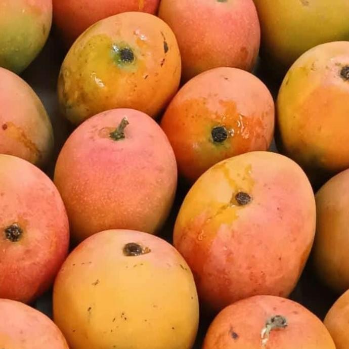 

Promo Buah Mangga Gedong