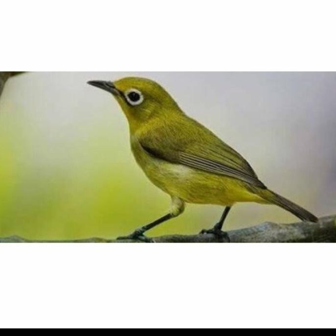 ready burung pleci dakun pacitan jantan pilihan