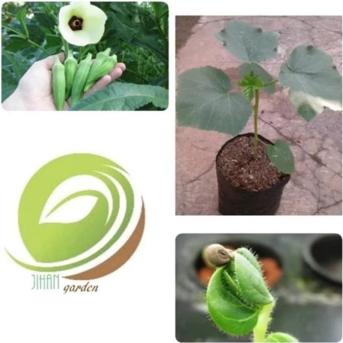 Terlaris bibit tanaman bunga okra hijau/pohon buah okra (obat herbal)