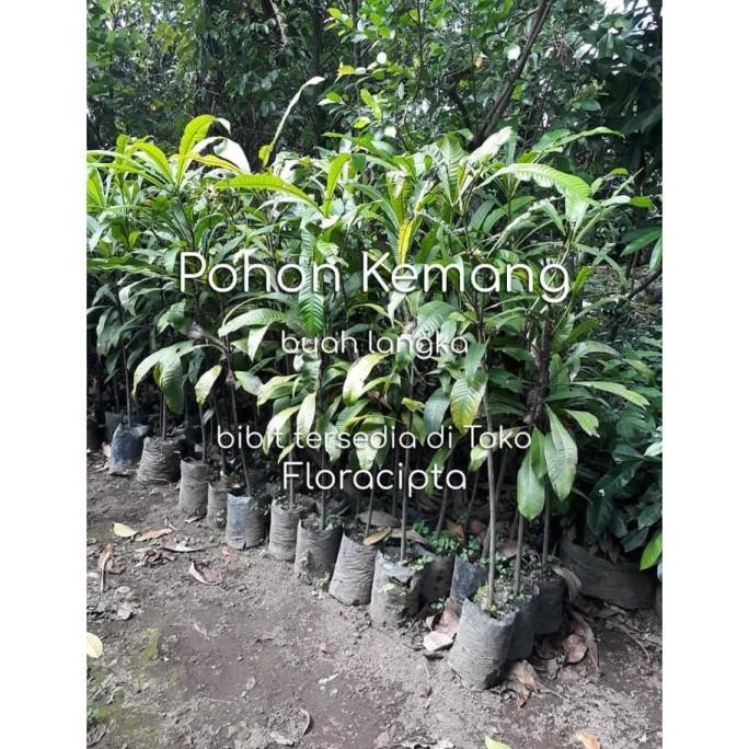 Bibit Pohon Kemang Bibit Kemang Pohon Buah Kemang Pohon Langka SUPER