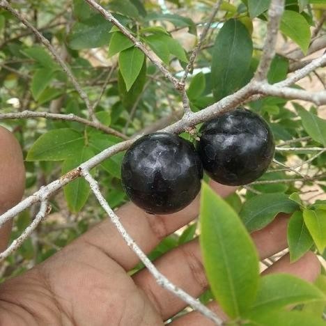 Terlaris Bibit Tanaman Buah Anggur Brazil Preco, Pohon Anggur Preco