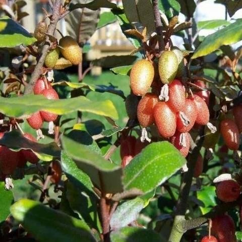 Terlaris Bibit Tanaman Buah Silverberry - Kiperak Super - Beli 3