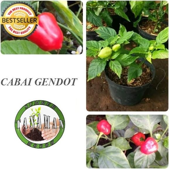 Terlaris BIBIT POHON TANAMAN BUAH CABAI GENDOT UNGGULAN