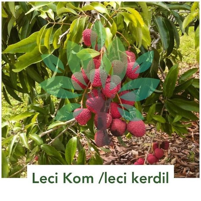 Terlaris Bibit Tanaman Buah Leci Kom Cangkok-Bibit Pohon Buah Leci
