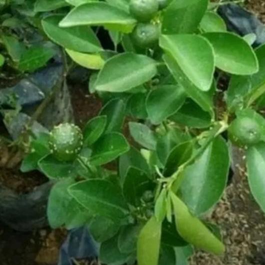 Terlaris Pohon buah jeruk limo sudah berbuah UNGGULAN