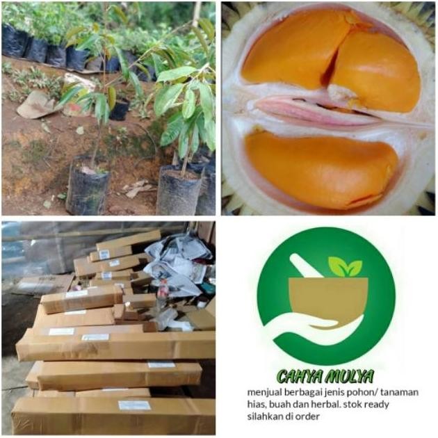Bibit pohon buah durian lai - lay - durian Kalimantan tinggi 40-60 cm