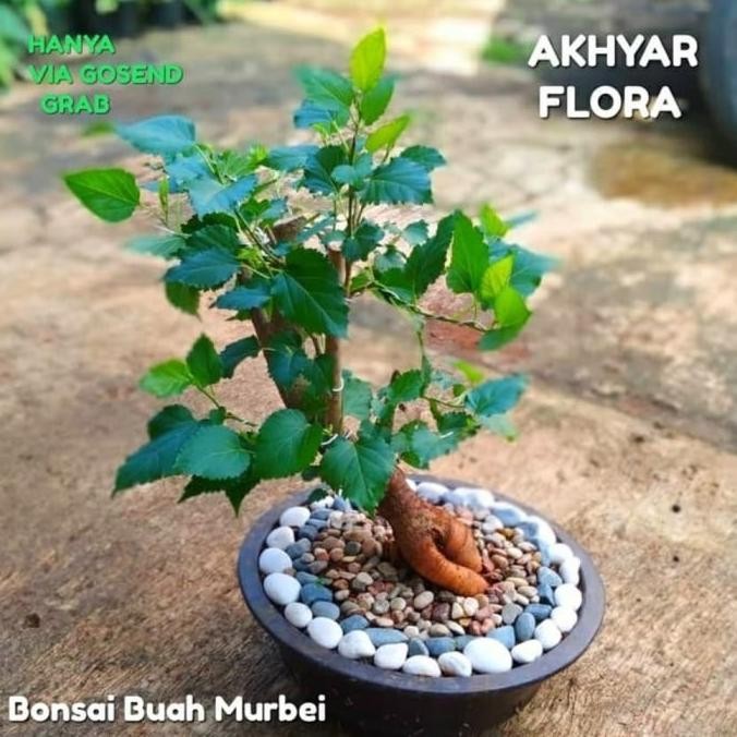 Terlaris Bonsai Pohon Murbei Bonsai Murbei Buah Murbei Mxxberry