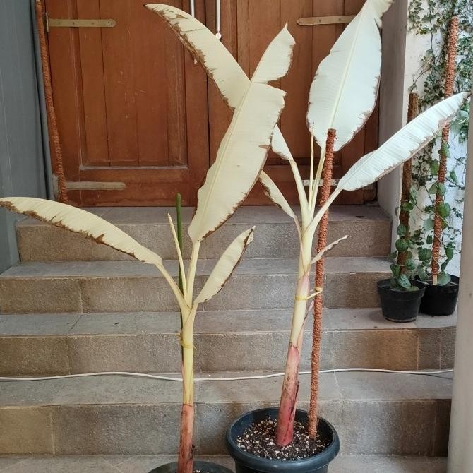 Terlaris Tanaman Buah Pisang Varigata Albino musacea pohon variegata